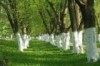 Белые стволы деревьев