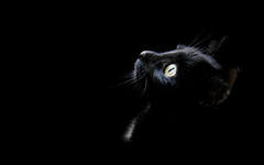 Как кошка видит в темноте?