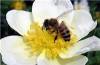 Как пчелы увеличивают урожай?