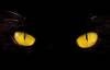 Почему у кошек ночью блестят глаза?